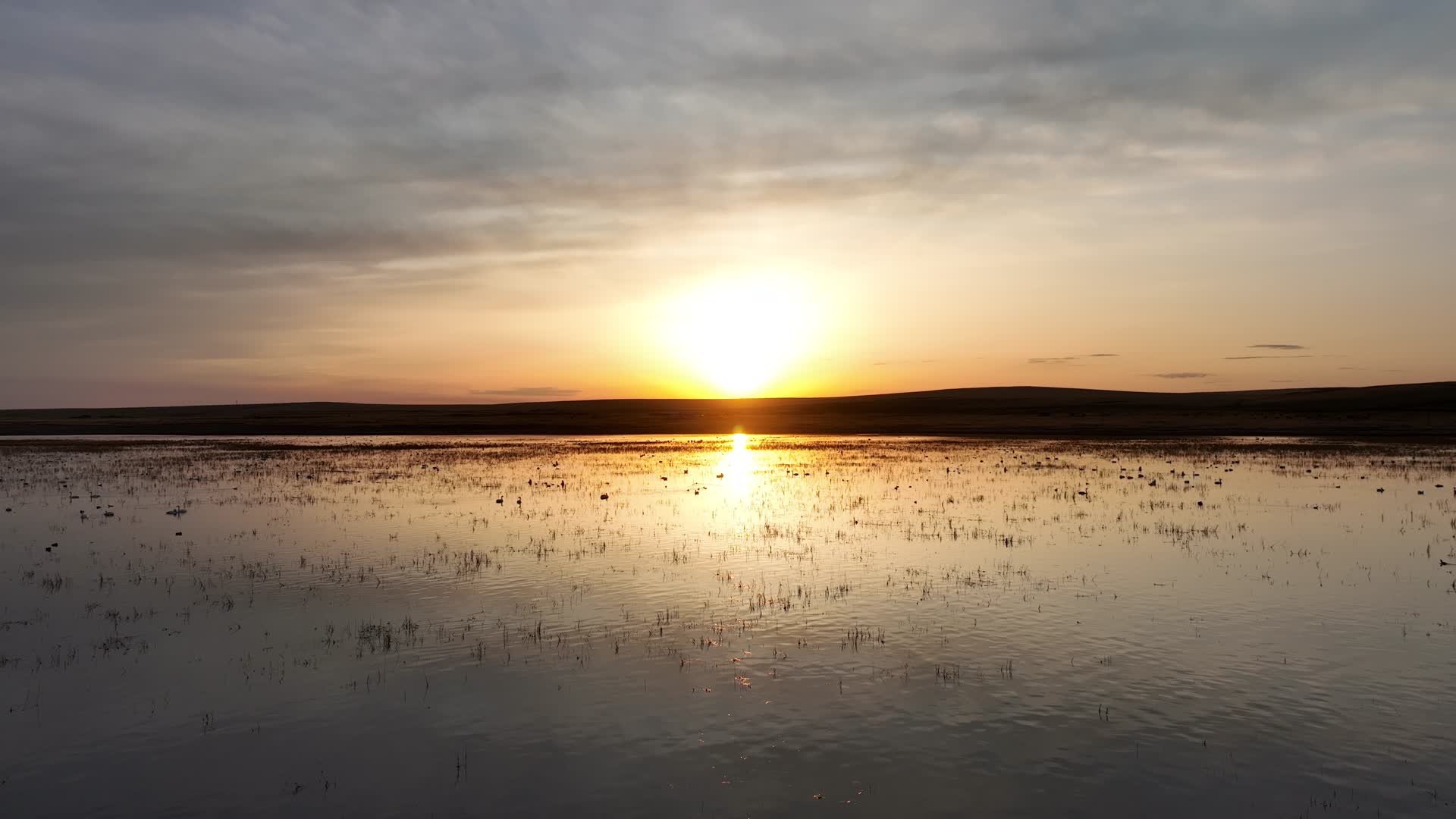 呼伦贝尔草原湿地沼泽地候鸟栖息地天鹅野鸭夕阳风景视频的预览图