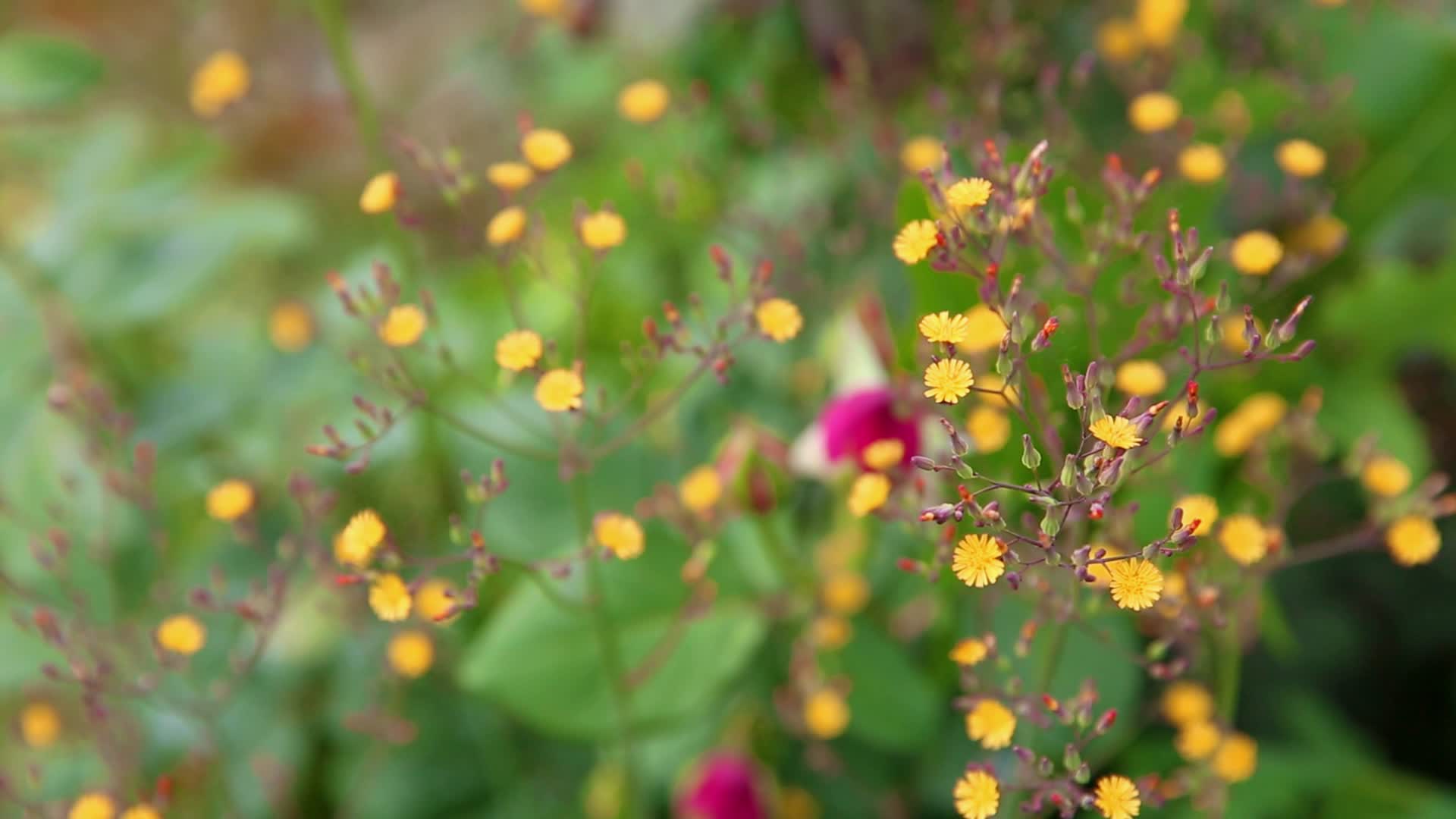 自然风景野花花花草草实拍视频的预览图