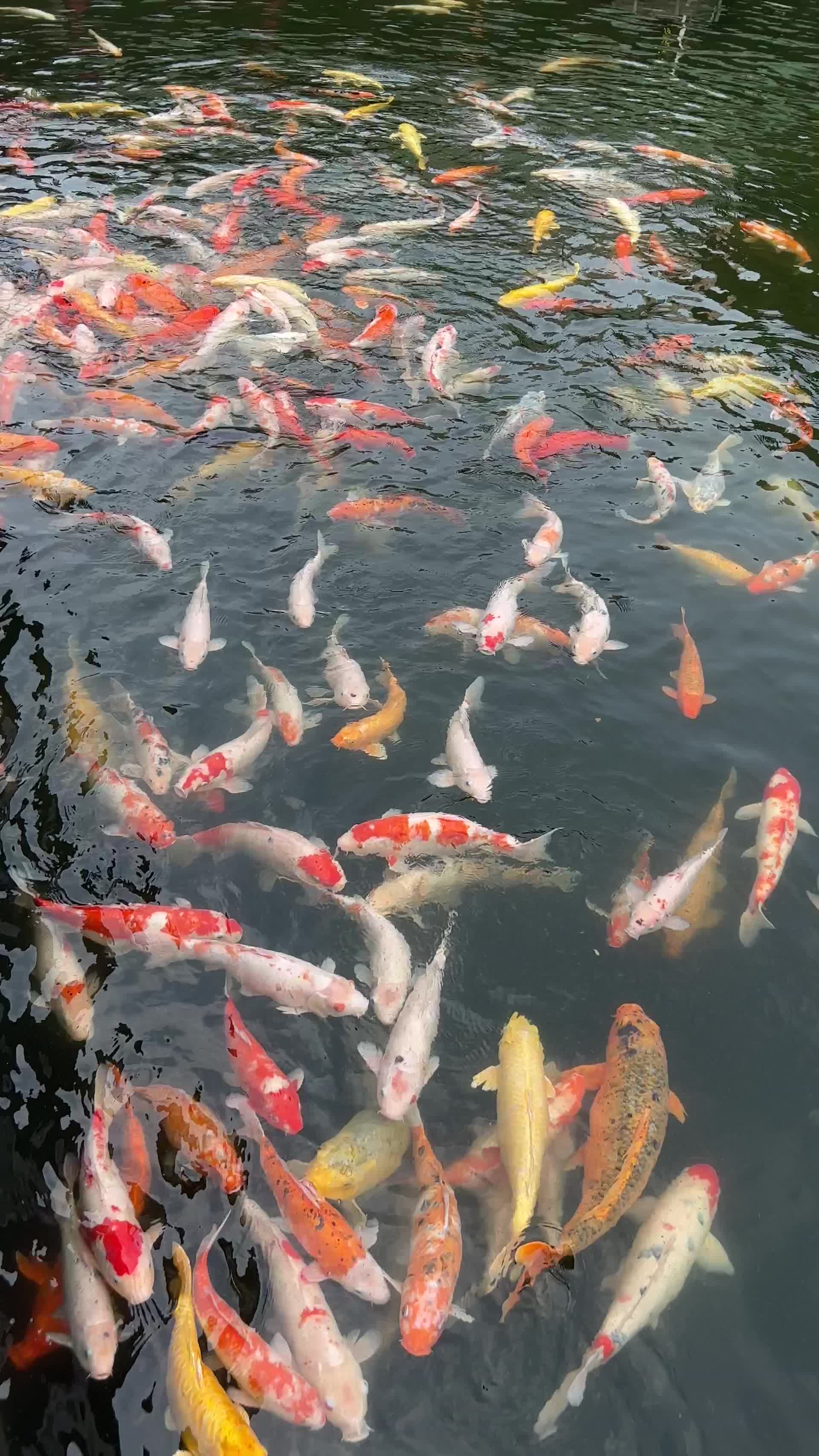 池塘里的鱼在抢食视频的预览图