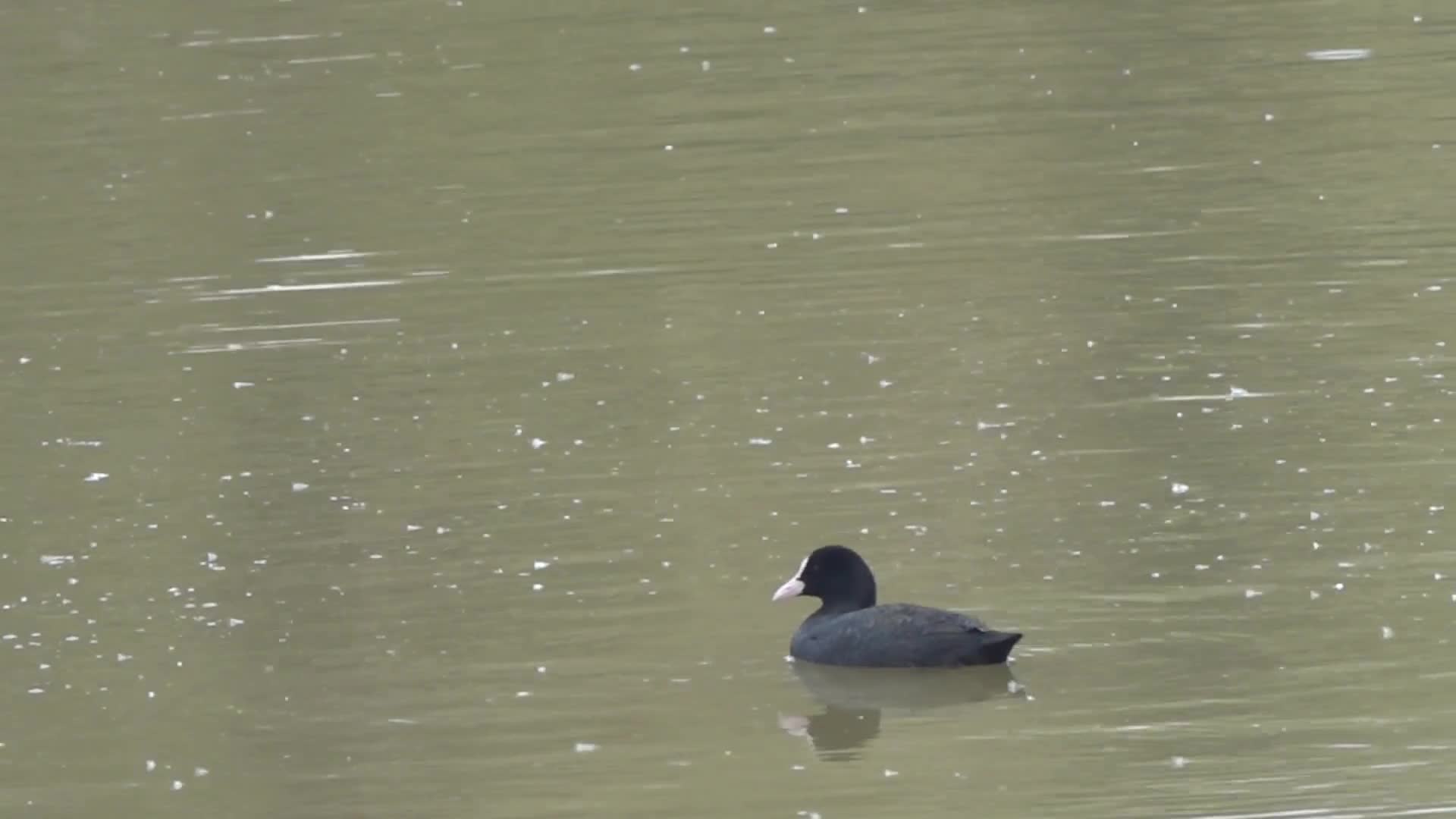 小鸭子野鸭游动动物游泳湖视频的预览图