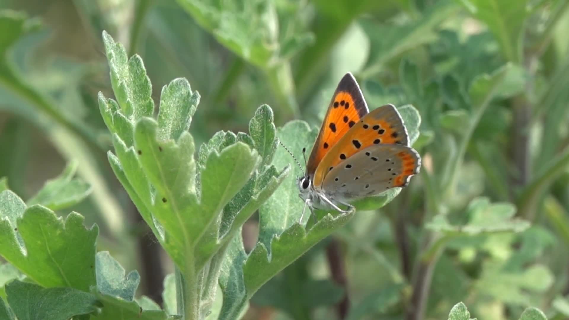一只蝴蝶落在草叶上视频的预览图