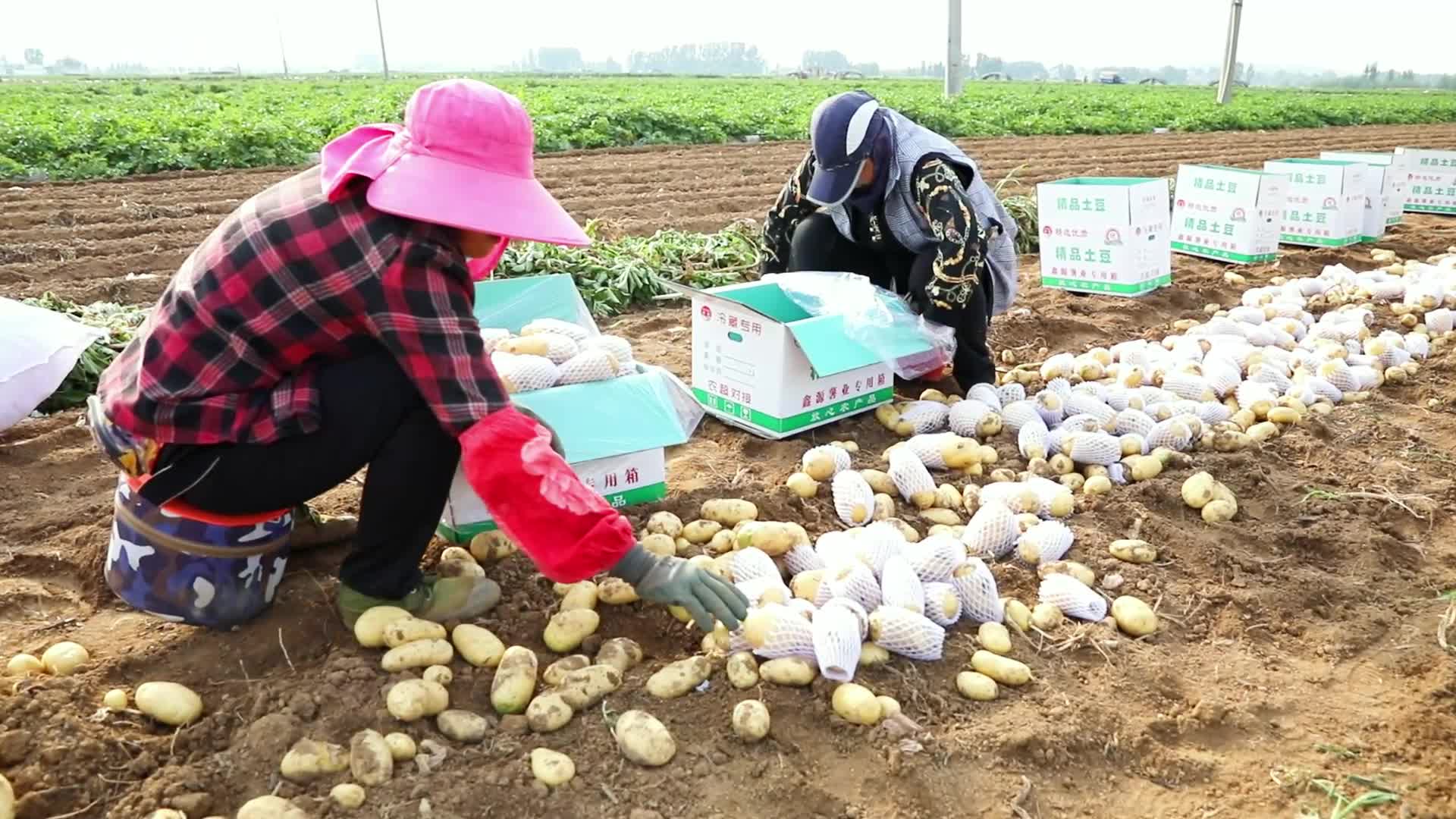 土豆滕州马铃薯地蛋农民丰收打包装箱运输套套子视频的预览图