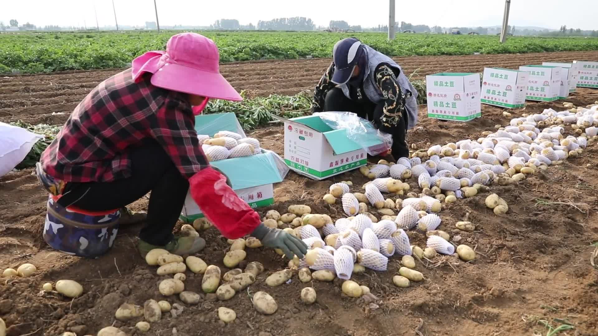 土豆滕州马铃薯地蛋农民丰收打包装箱运输套套子视频的预览图