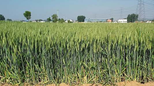 小麦麦穗青小麦小麦灌浆期粮食航拍视频的预览图