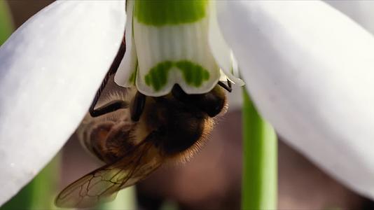 熊蜂蜜蜂花多采蜜授粉视频的预览图