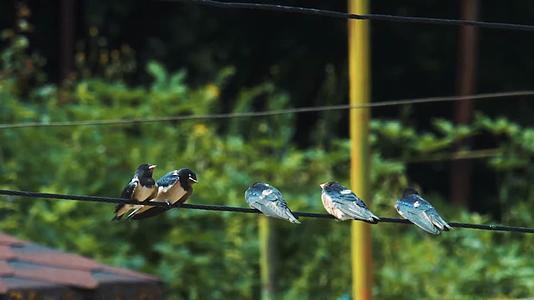 一排小鸟站在电线上视频的预览图
