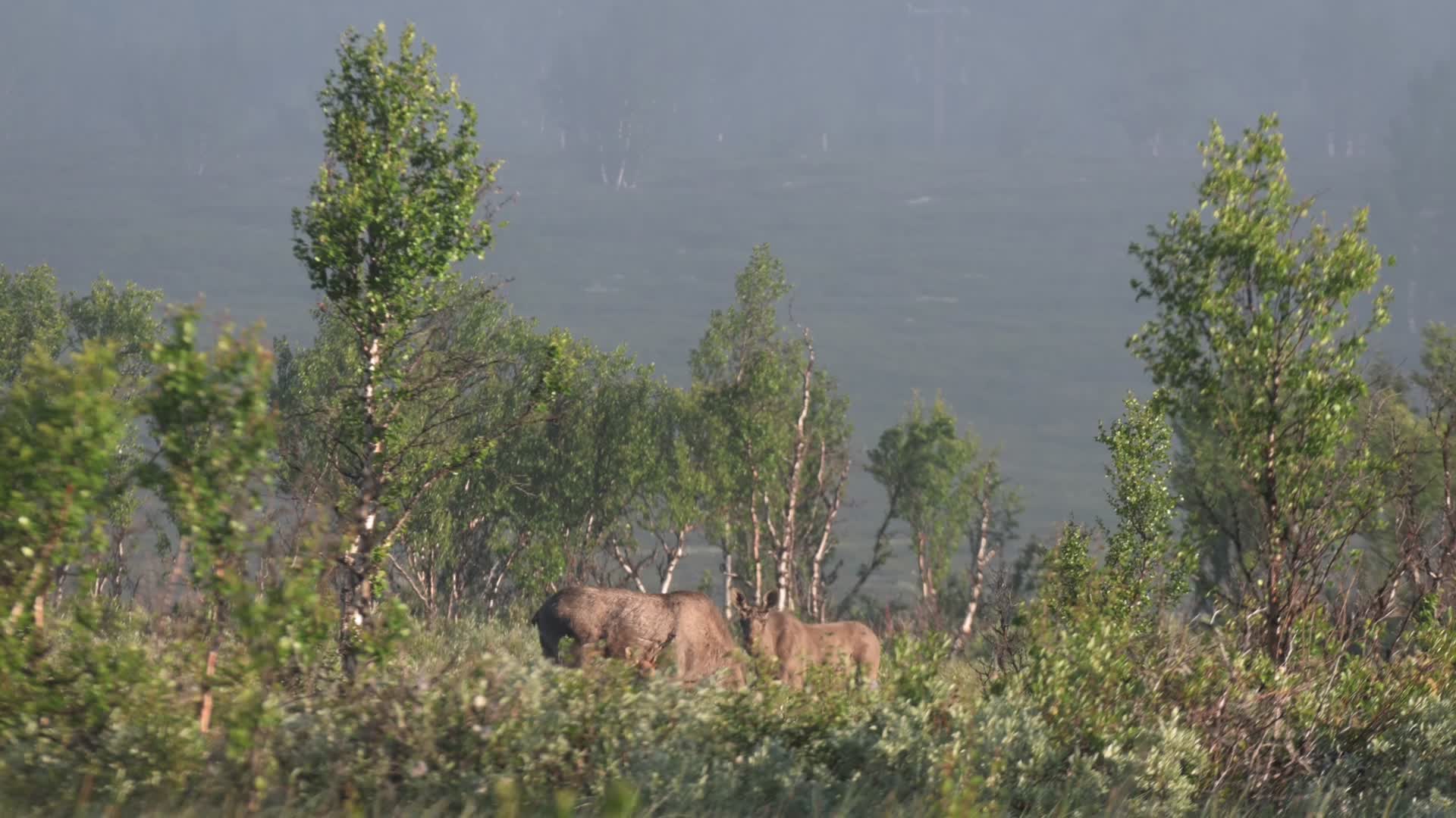 草原野生麋鹿吃草觅食视频的预览图