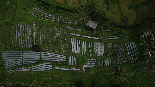 巴厘岛夏季旅行风景合集视频的预览图