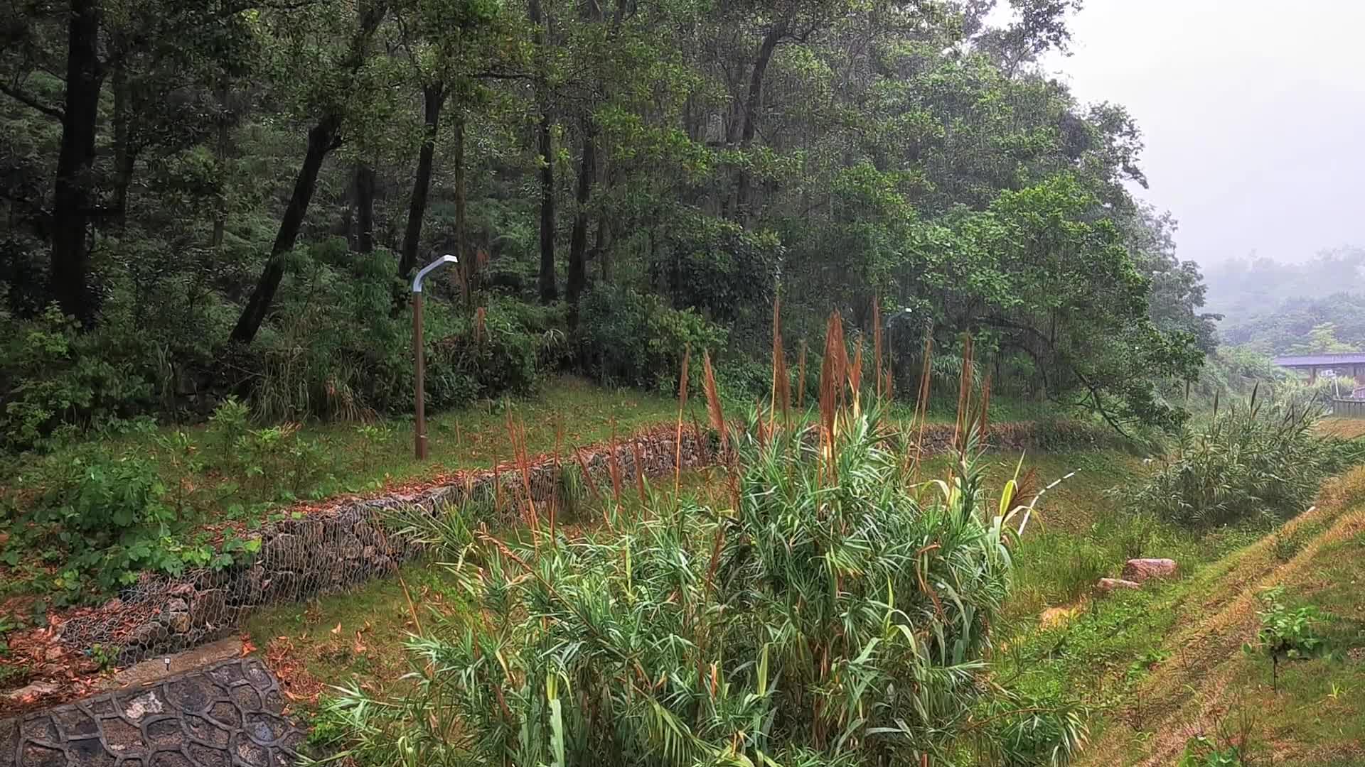 清明谷雨雨天公园下雨雨水自然实拍1080高清视频视频的预览图
