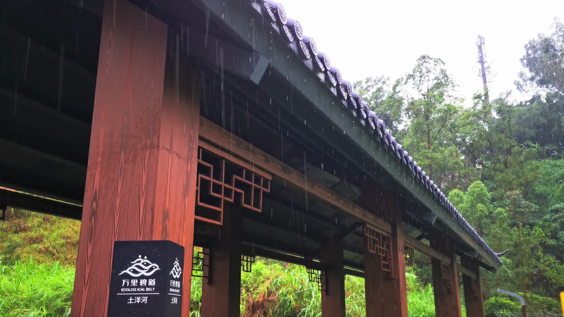 清明谷雨雨天公园下雨雨水自然实拍2160超清4K视频视频的预览图