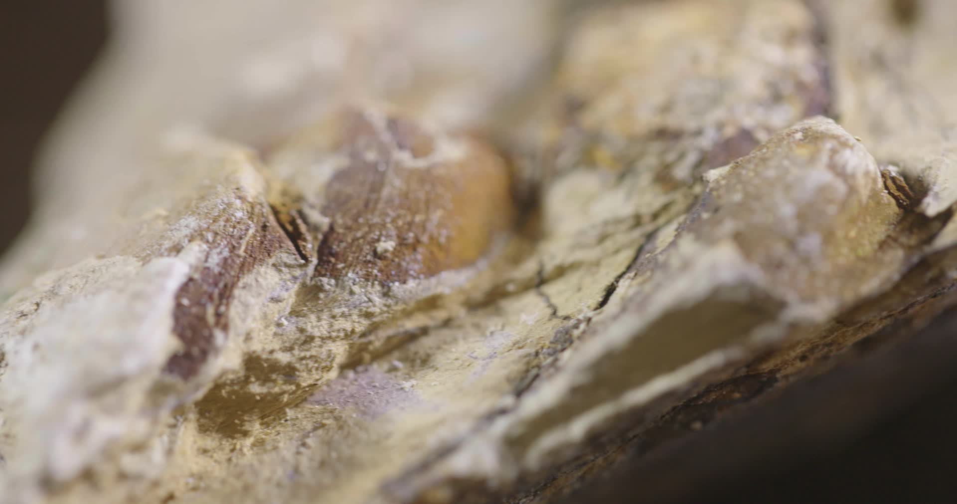 鼎湖山化石石头研究视频的预览图