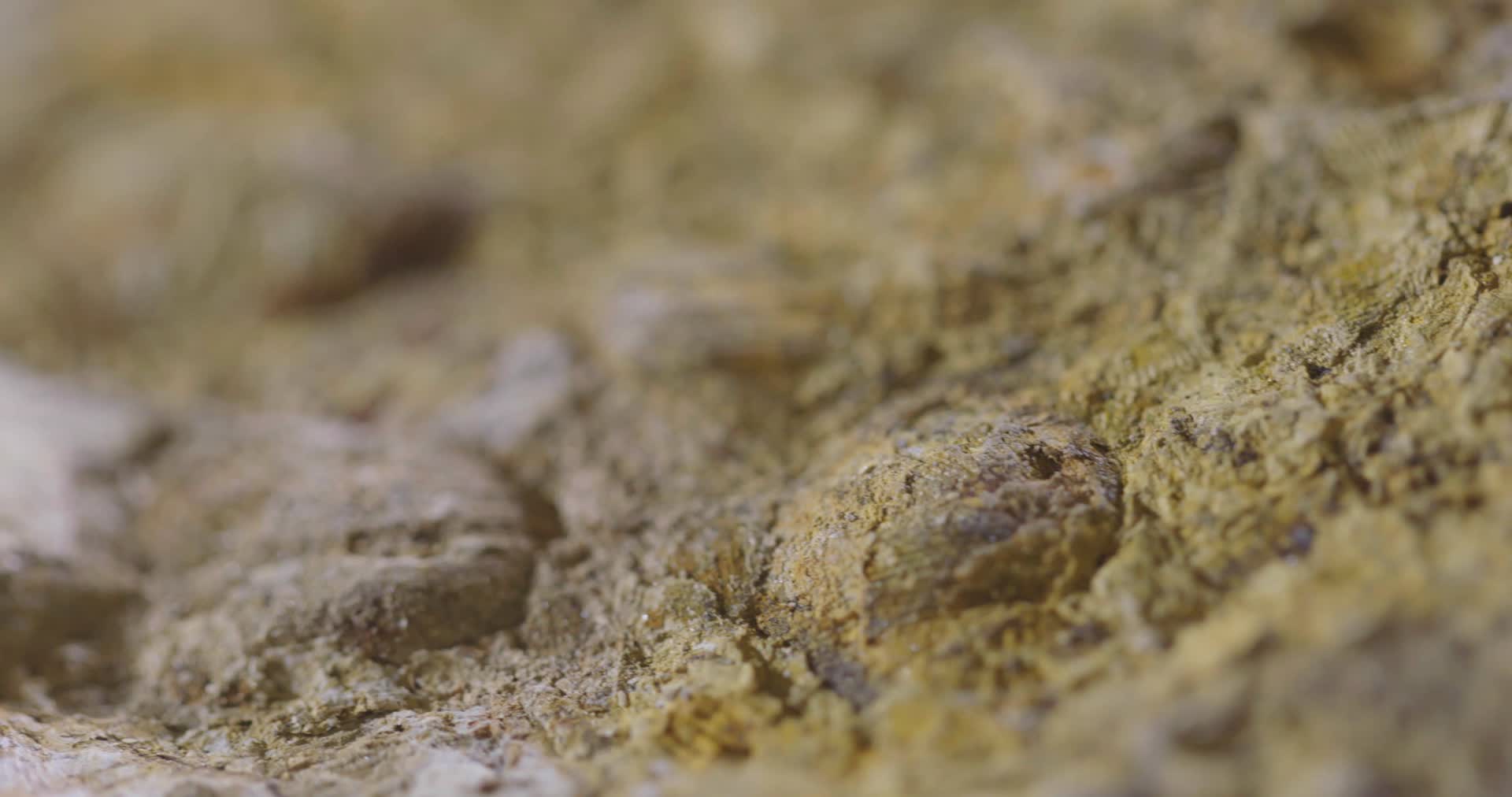 鼎湖山化石石头研究视频的预览图