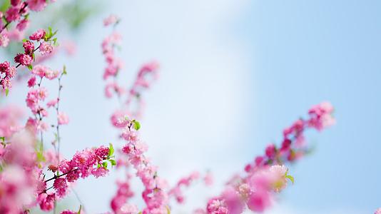 粉色桃花盛开在蓝天下唯美柔美空镜视频的预览图