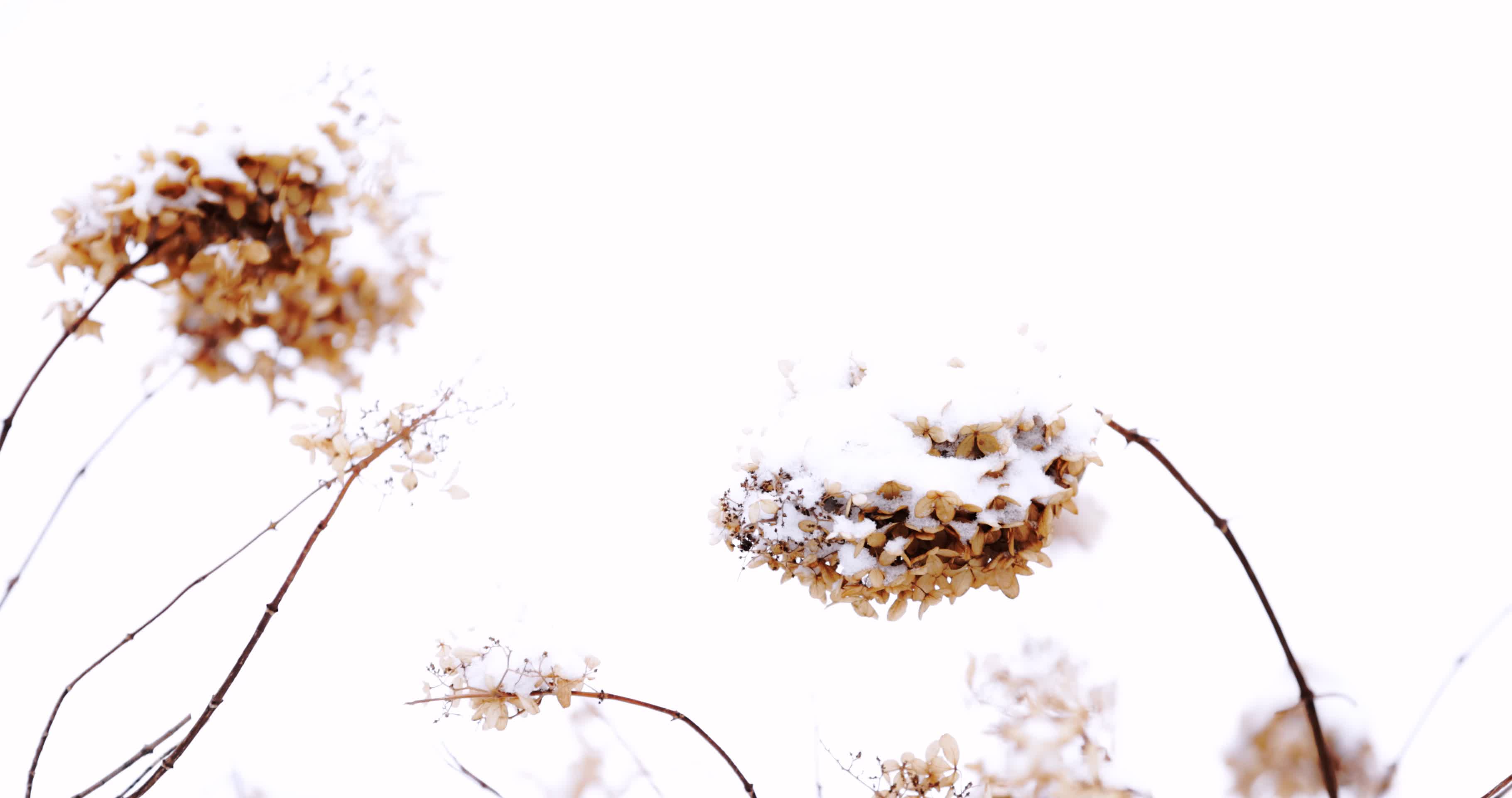 4K实拍冬季雪后的枯萎植物视频的预览图