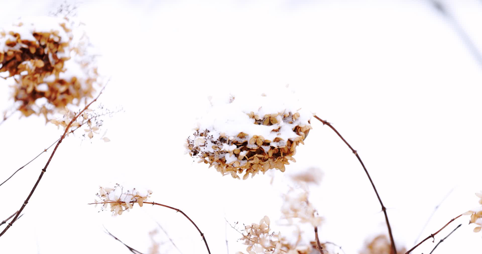 冬天堆满白色积雪的绣球花枯枝视频的预览图