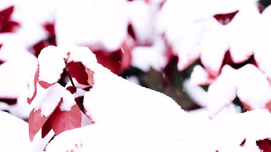 冬天红色花丛中雪花飘飞4K实拍视频的预览图