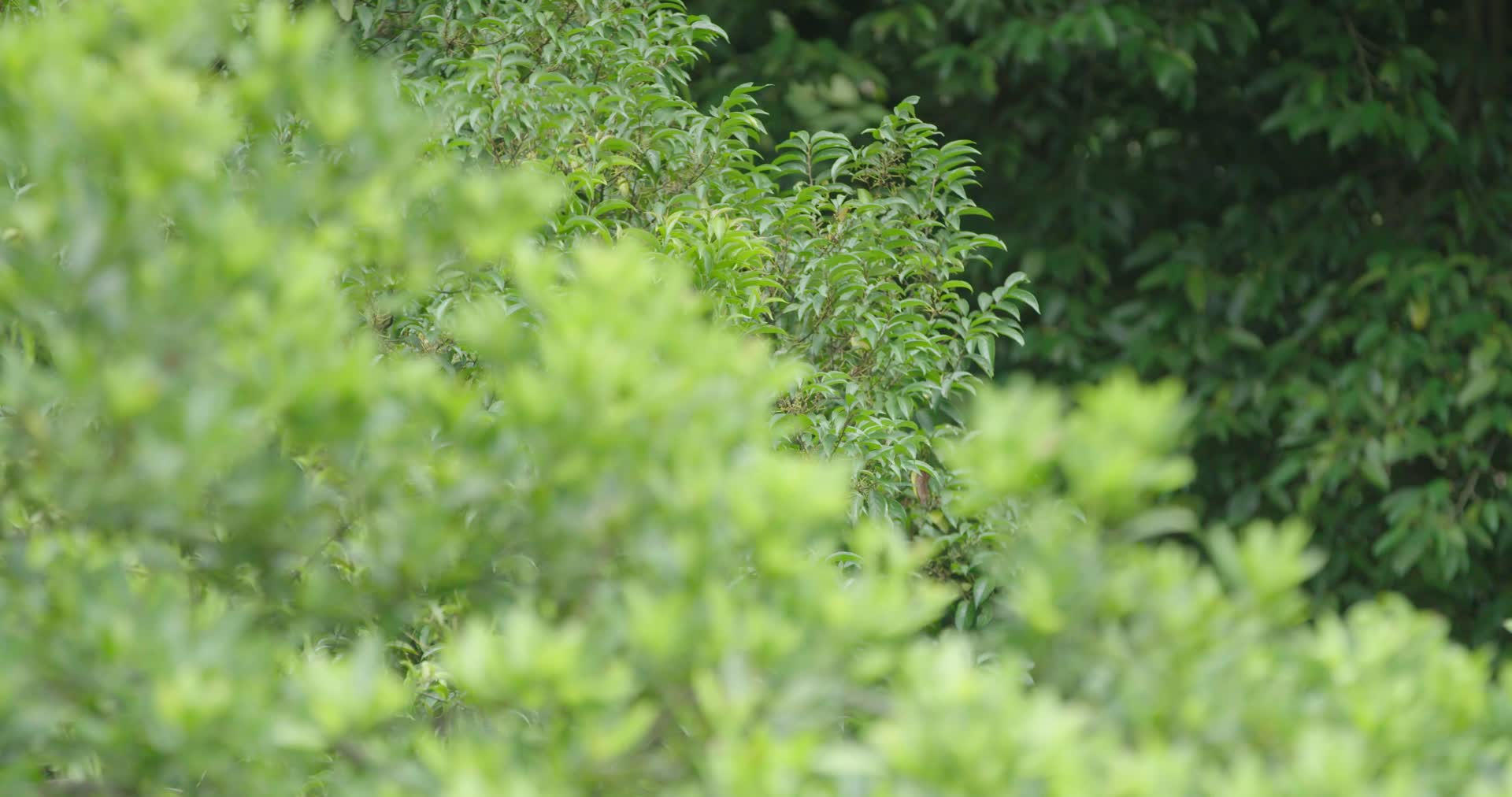 鼎湖山生态林森林视频的预览图