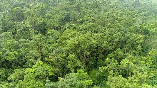 鼎湖山森林植被原始森林航拍视频的预览图