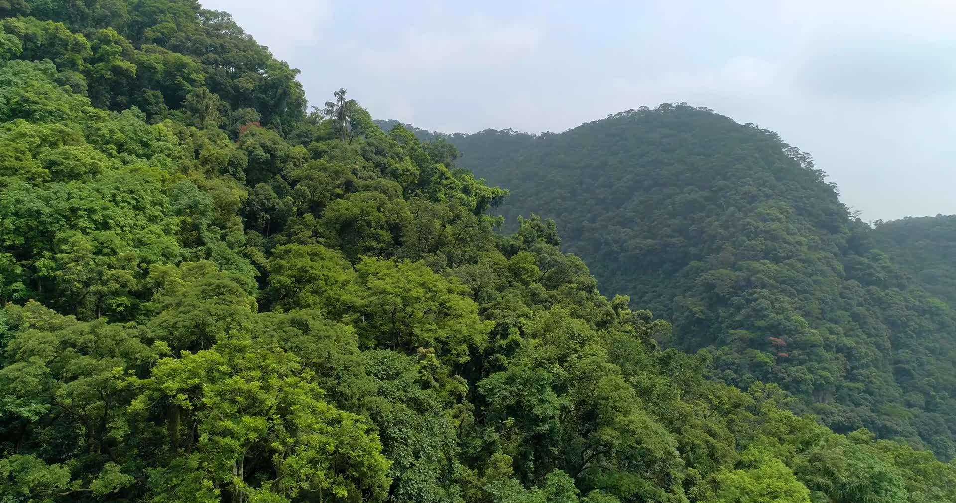 鼎湖山森林植被原始森林航拍视频的预览图