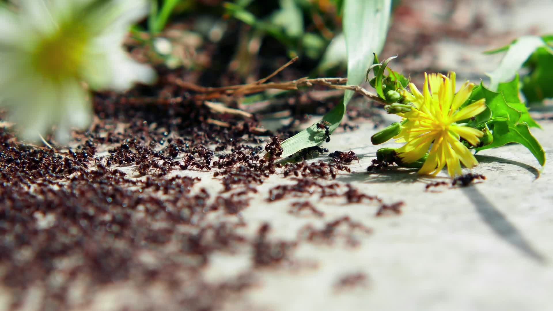 蚂蚁大战打架视频的预览图