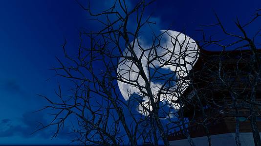 深夜月上树梢延时摄影视频的预览图