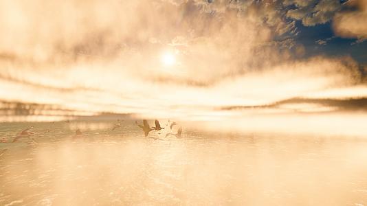 夕阳晚霞海面飞舞的海鸥群慢动作视频视频的预览图