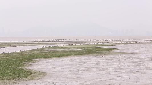 香港湿地公园滩涂鸟类鸟群视频的预览图