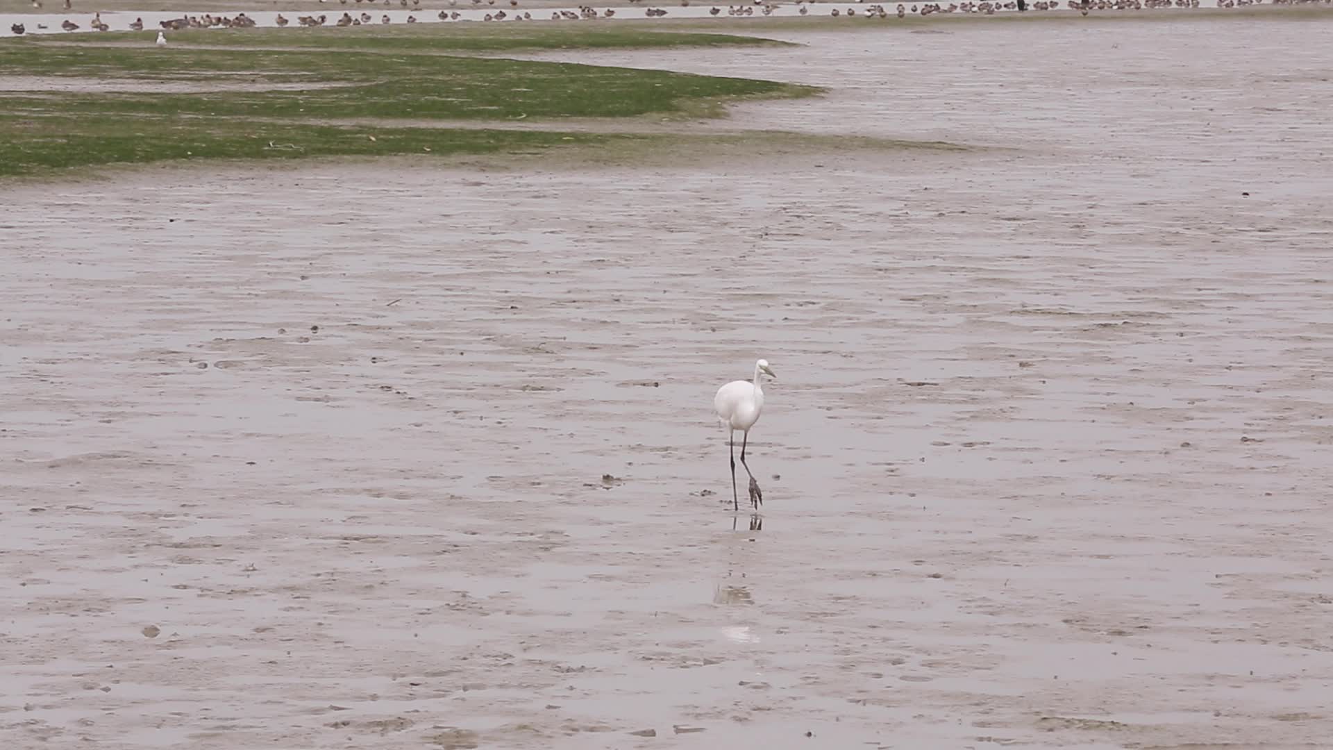 香港湿地公园泥潭中的白鹭视频的预览图