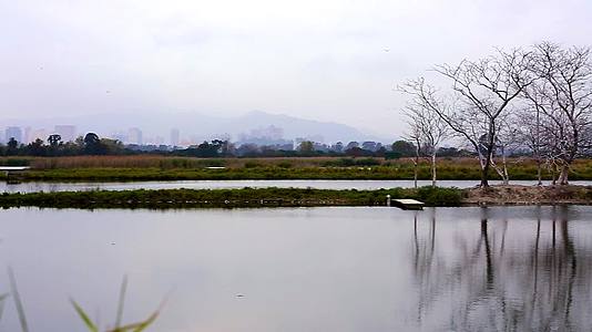 香港湿地公园空境和枝头上鸟群视频的预览图