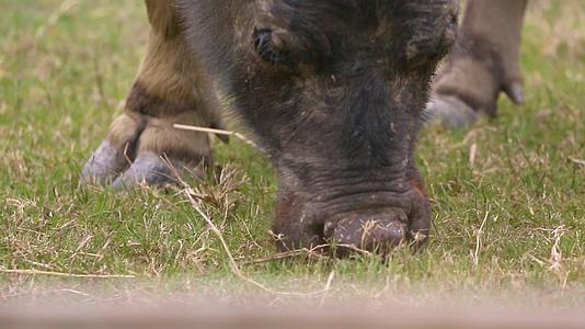 水牛群在草地上吃草视频的预览图