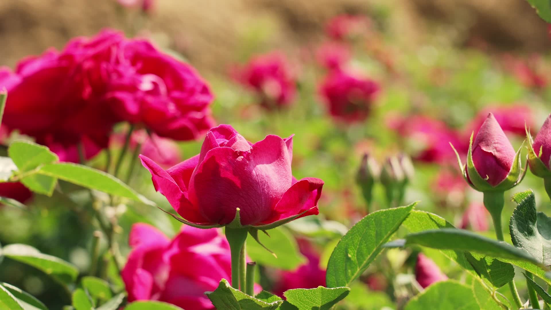 八街相连玫瑰谷食用玫瑰花盛开视频的预览图