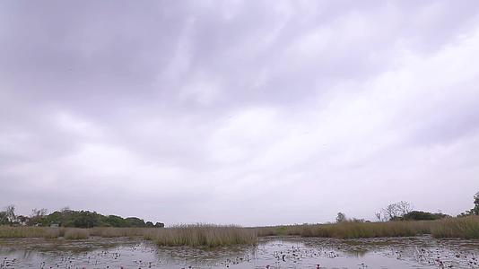 湿地空境广角大景视频的预览图