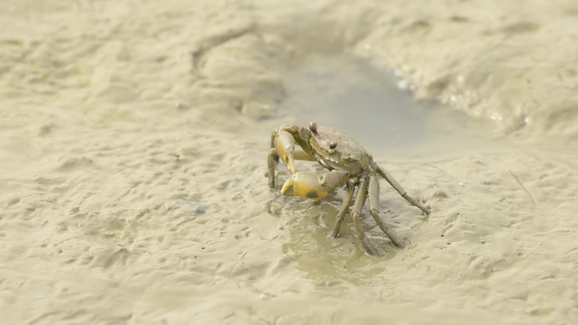 滩涂湿地螃蟹举起钳子视频的预览图