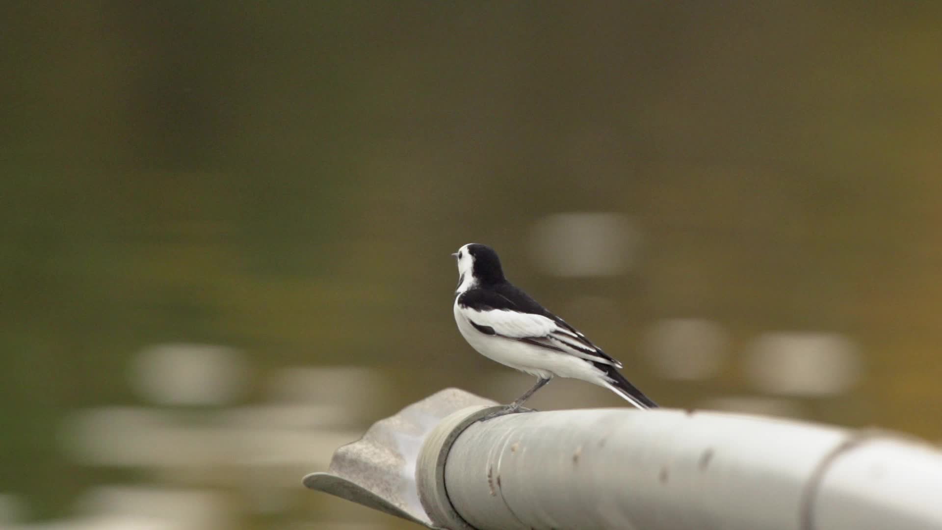 湿地河边鸟视频的预览图