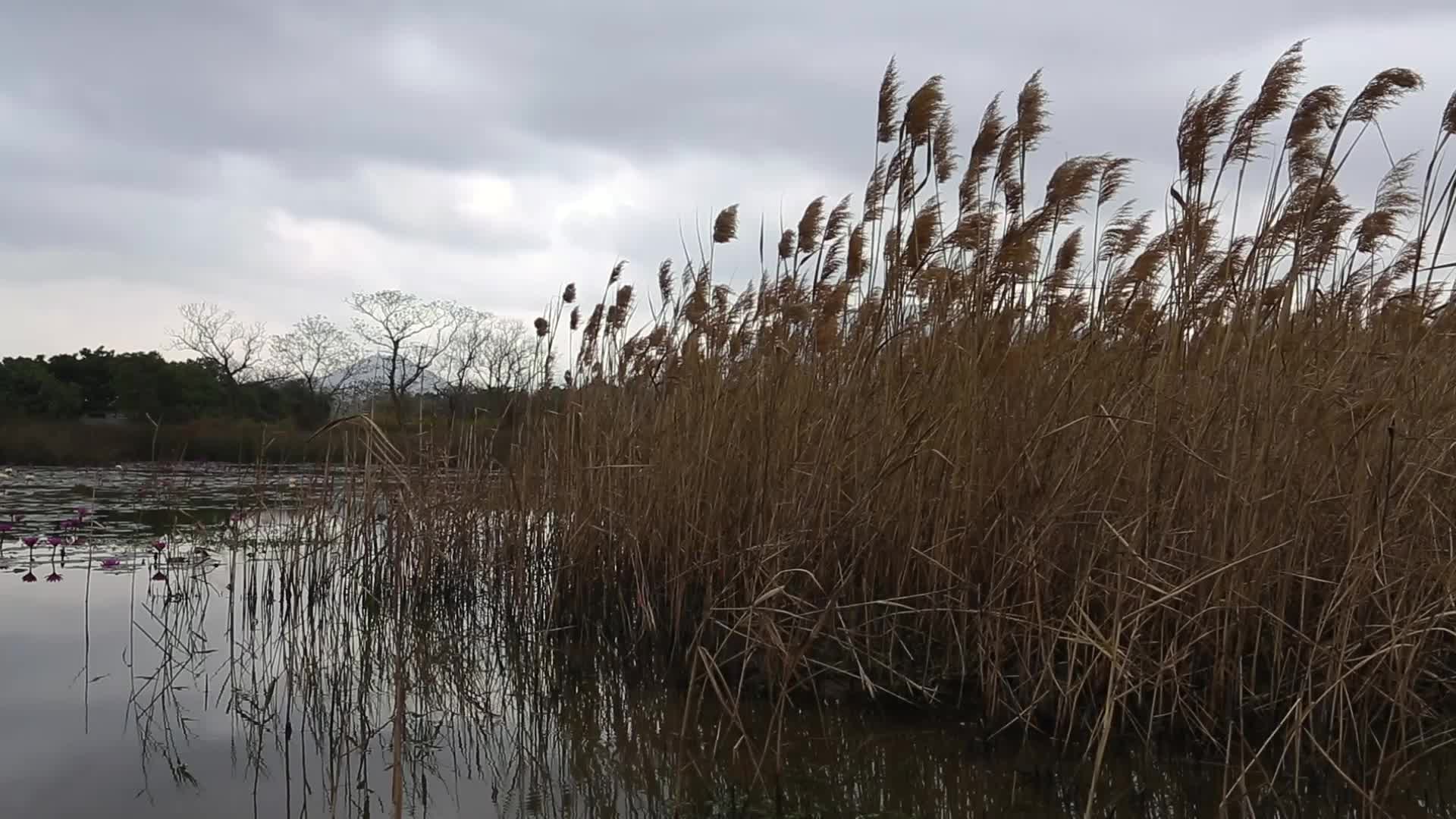 湿地芦苇荡视频的预览图
