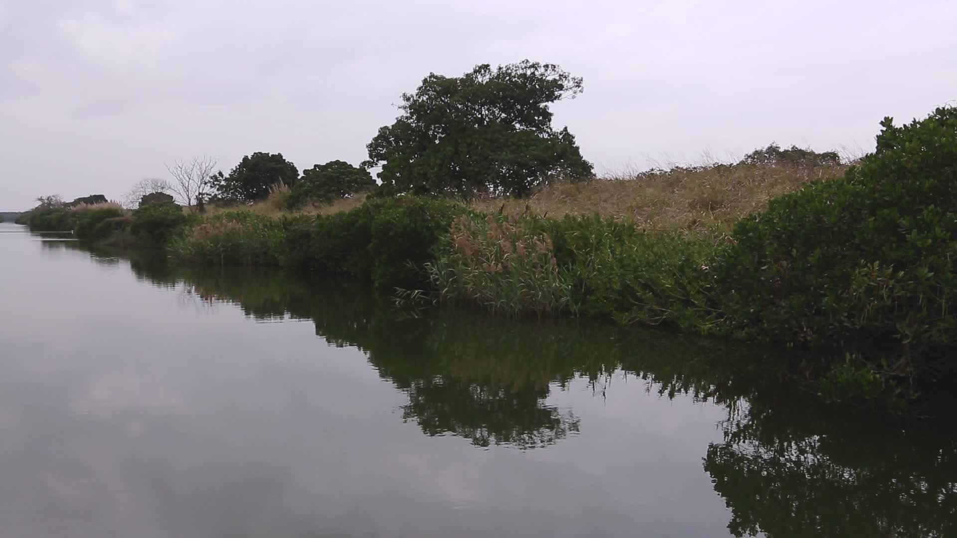 湿地河岸视频的预览图