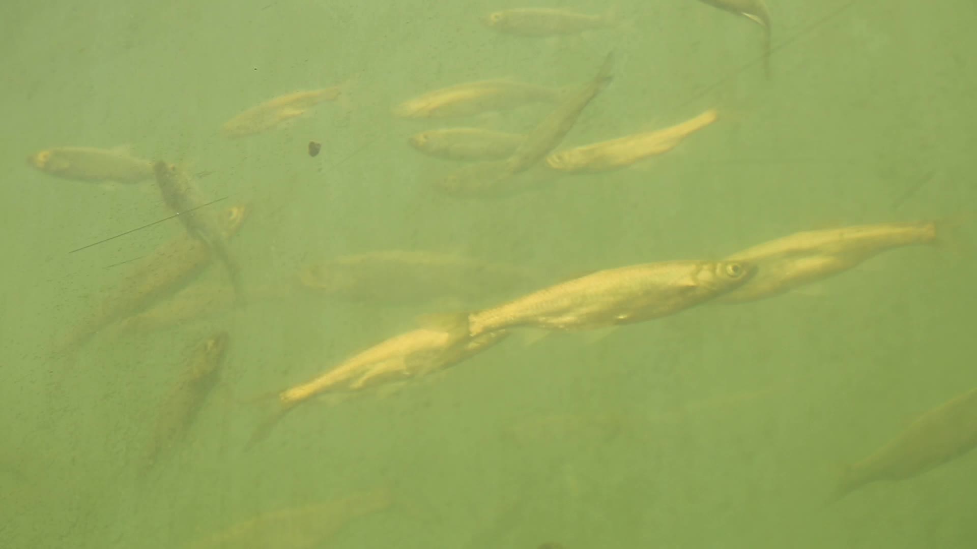 杭州湖中鱼群视频的预览图