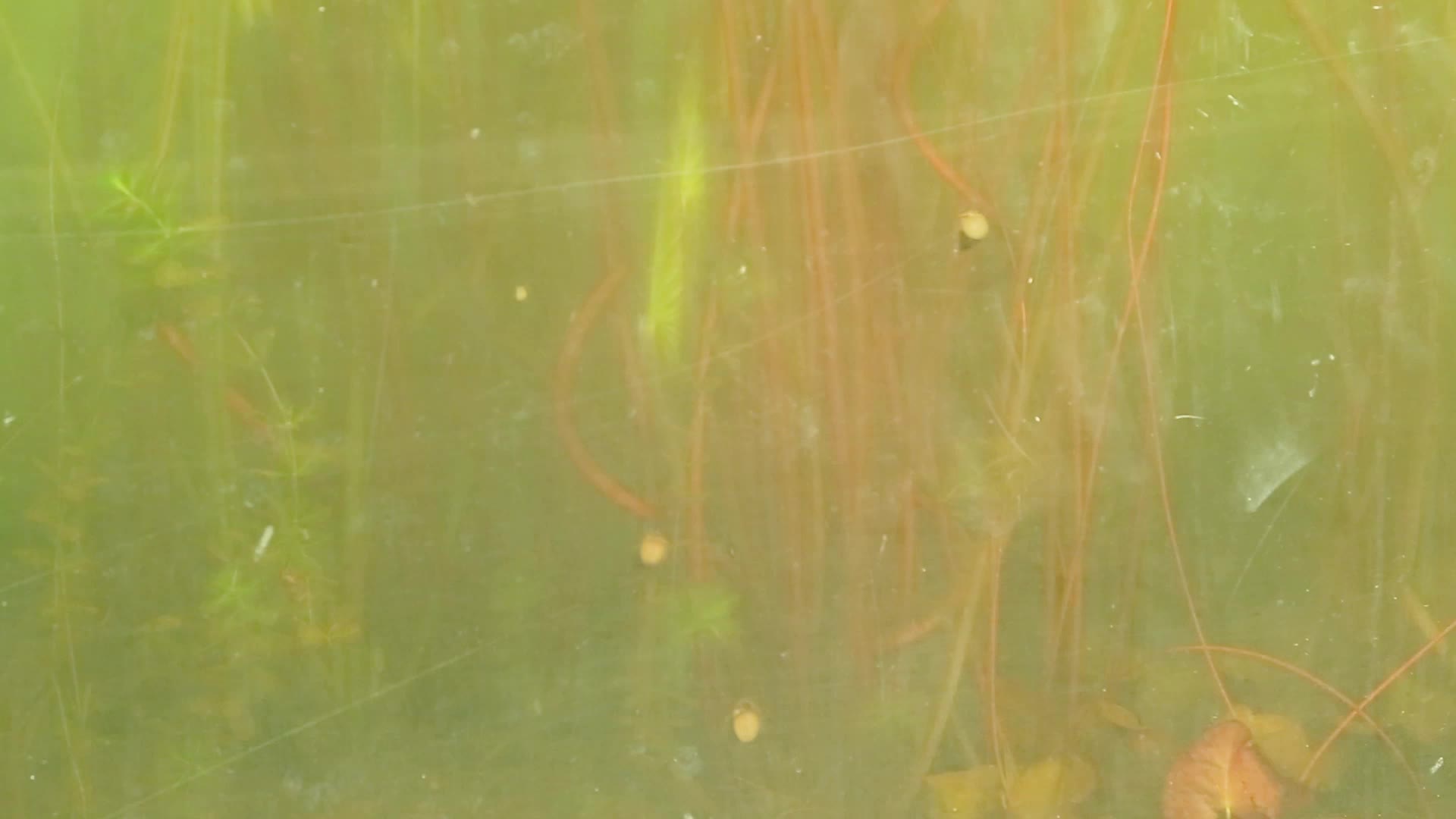 杭州湖中水生植物视频的预览图
