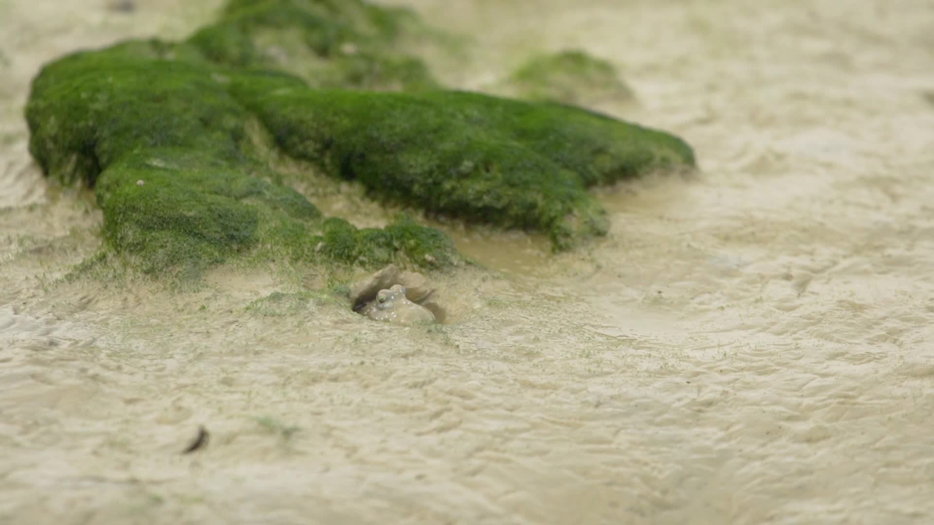 湿地滩涂鱼探头出洞视频的预览图