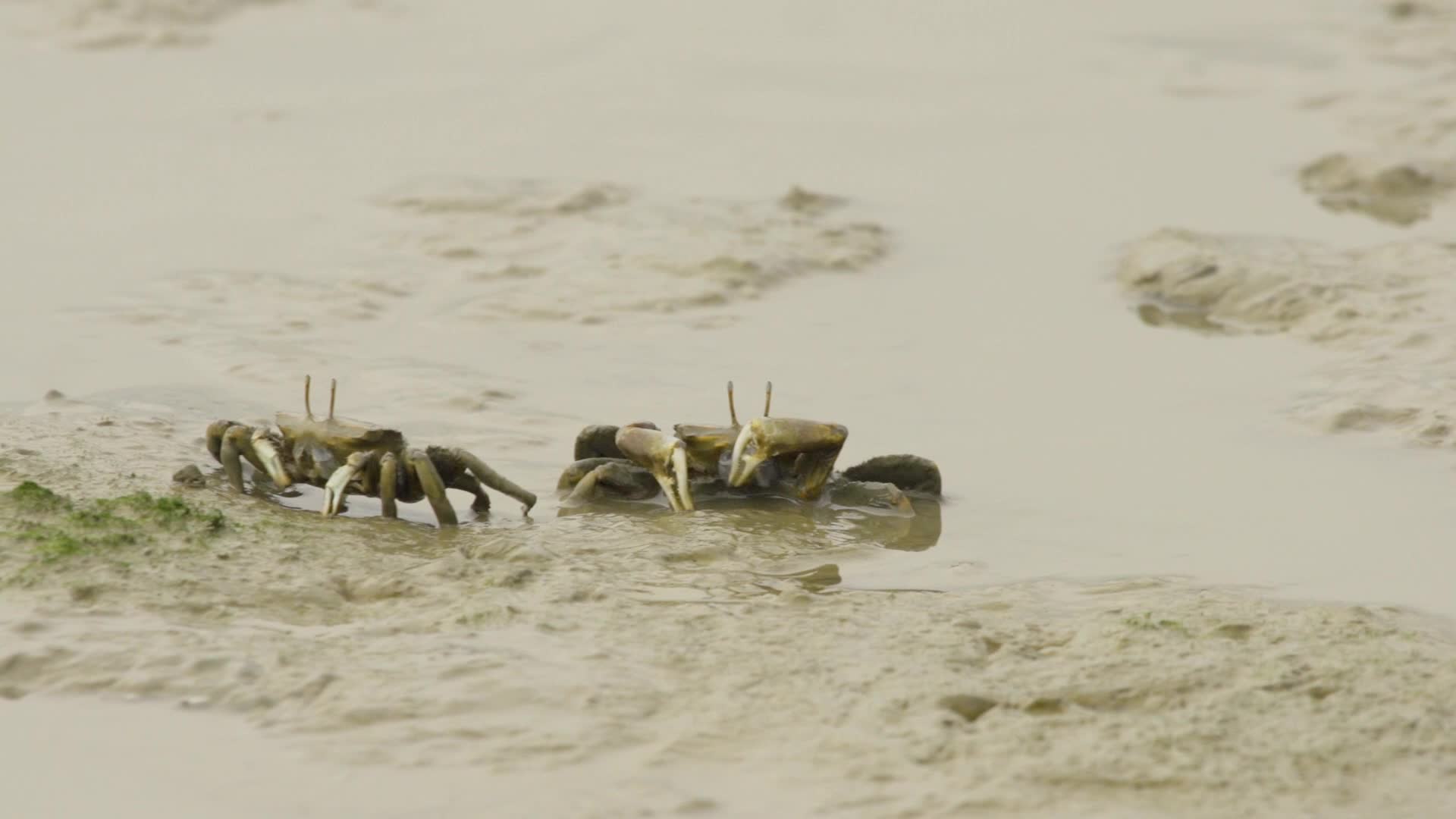 湿地滩涂螃蟹并排行走视频的预览图