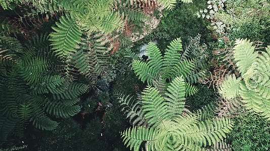 夏季桫椤谷侏罗纪热带雨林视频的预览图