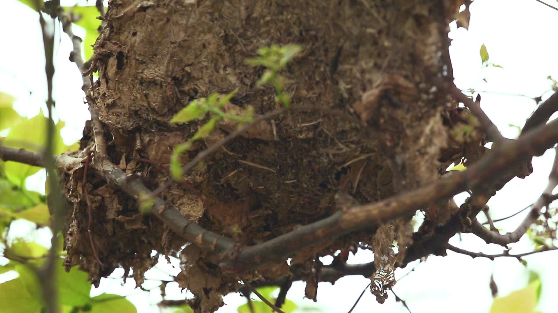 湿地植物树枝上的巢视频的预览图