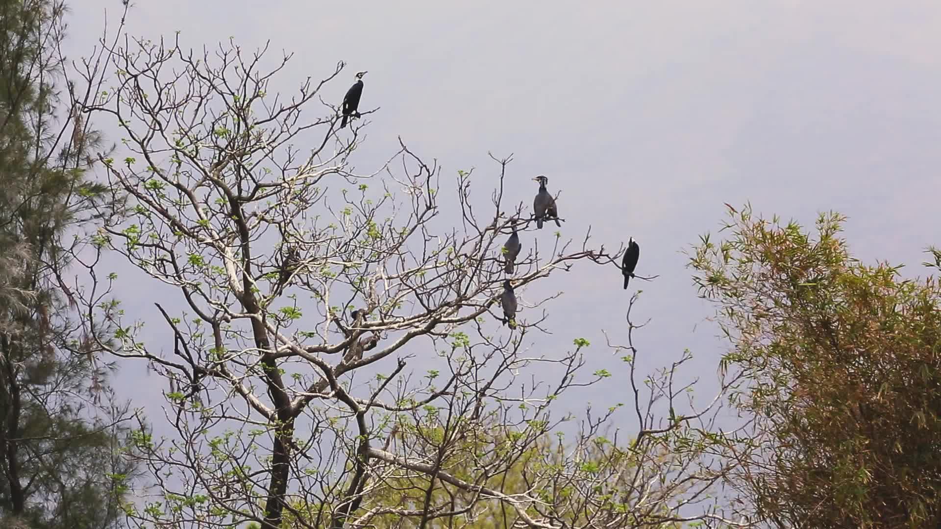 湿地枯树枝上的鸟视频的预览图