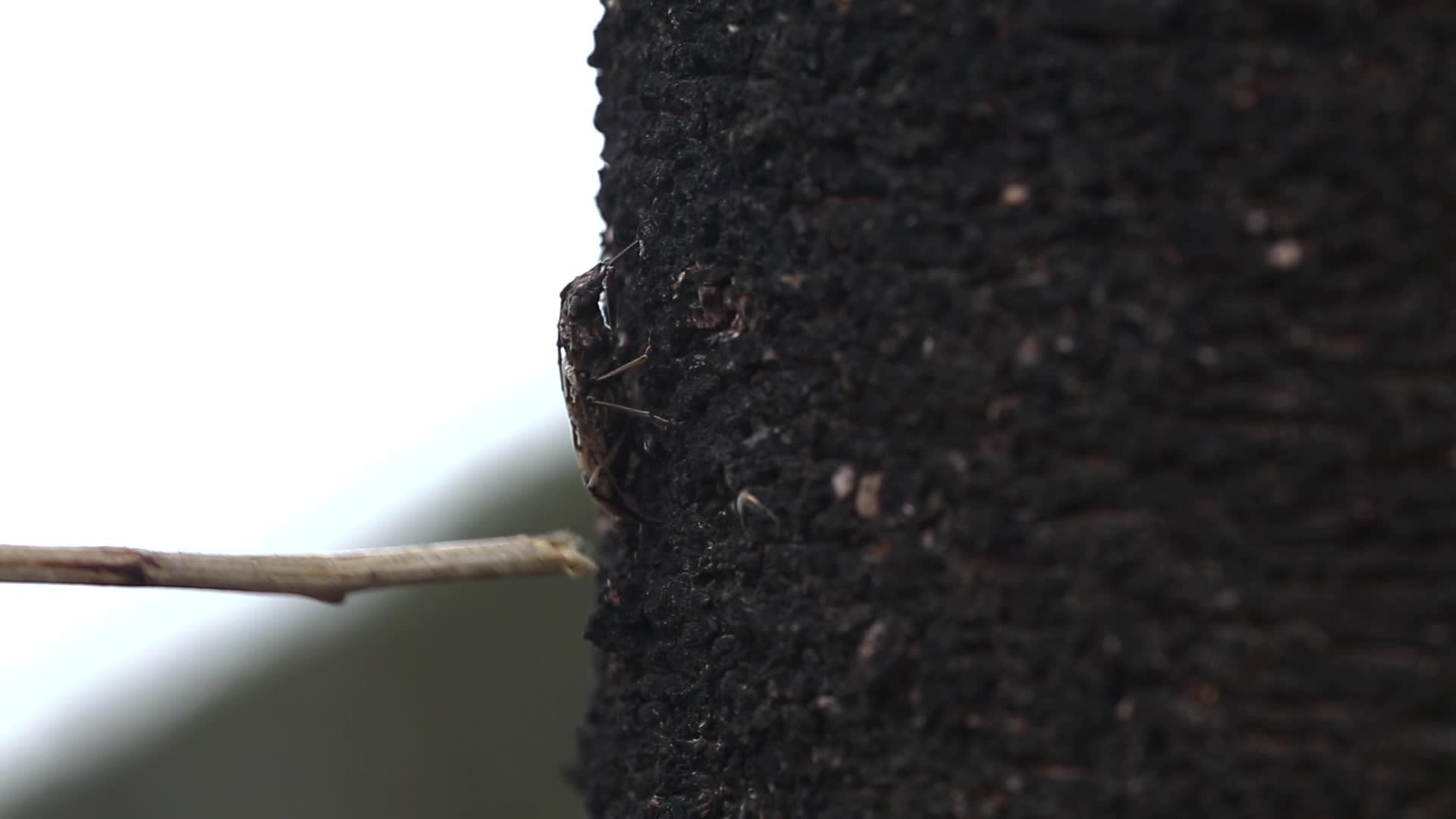 湿地树干上的昆虫视频的预览图