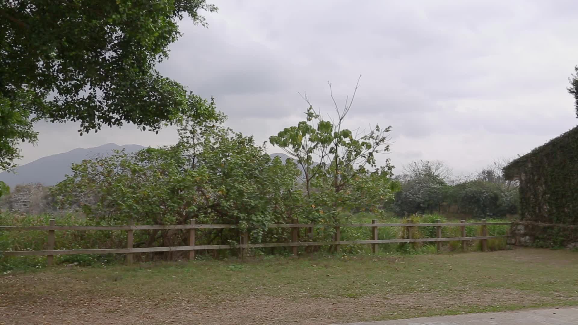 湿地生态风光视频的预览图