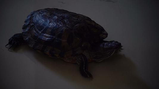 乌龟在地面上爬行暗调压抑实拍4K高清视频的预览图
