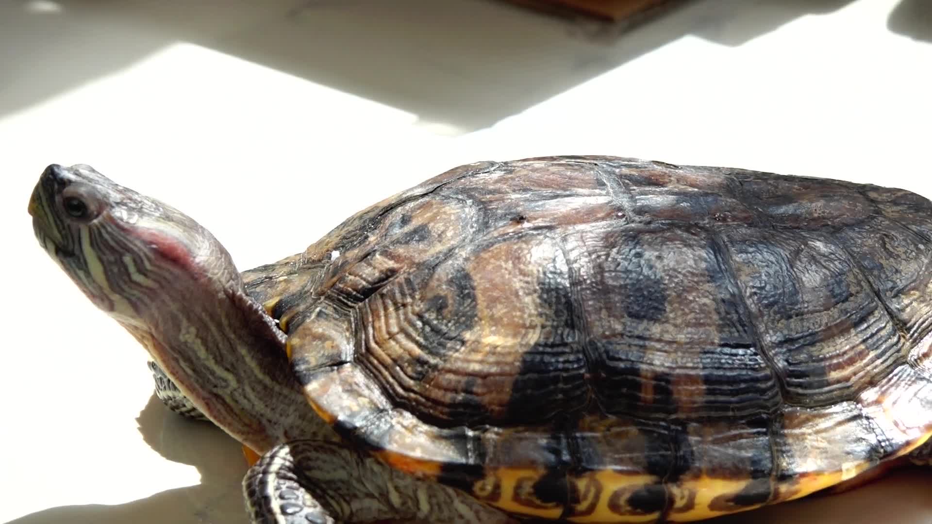 乌龟高昂着头晒太阳实拍4K高清视频的预览图