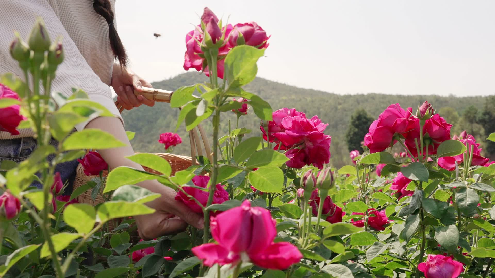 花田里花农采摘丰收的食用玫瑰花视频的预览图