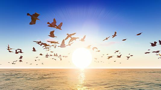 黄昏落日余晖下自由飞翔的海鸥视频的预览图