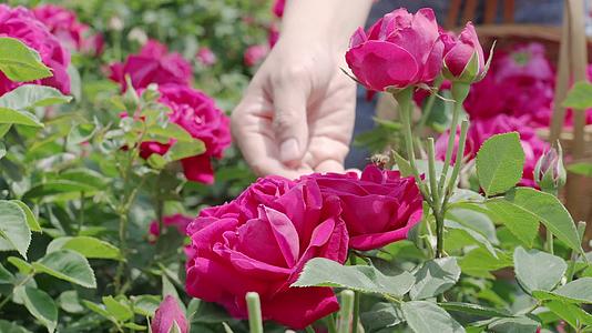 花田大丰收花农提着花篮采摘食用玫瑰花视频的预览图